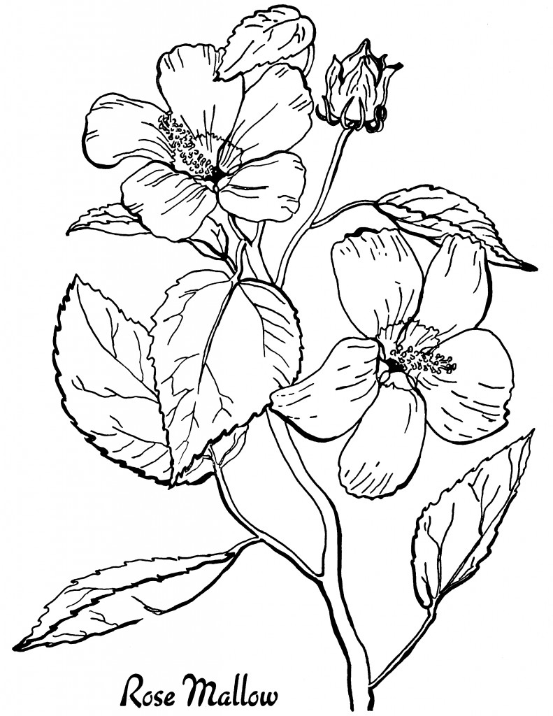 printable coloring pages for adults