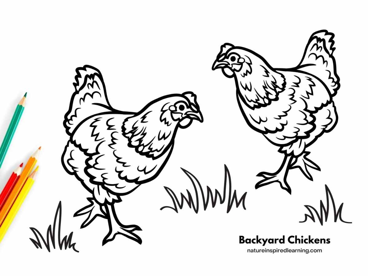Adorable Chicken Coloring Pages Nature Inspired Learning