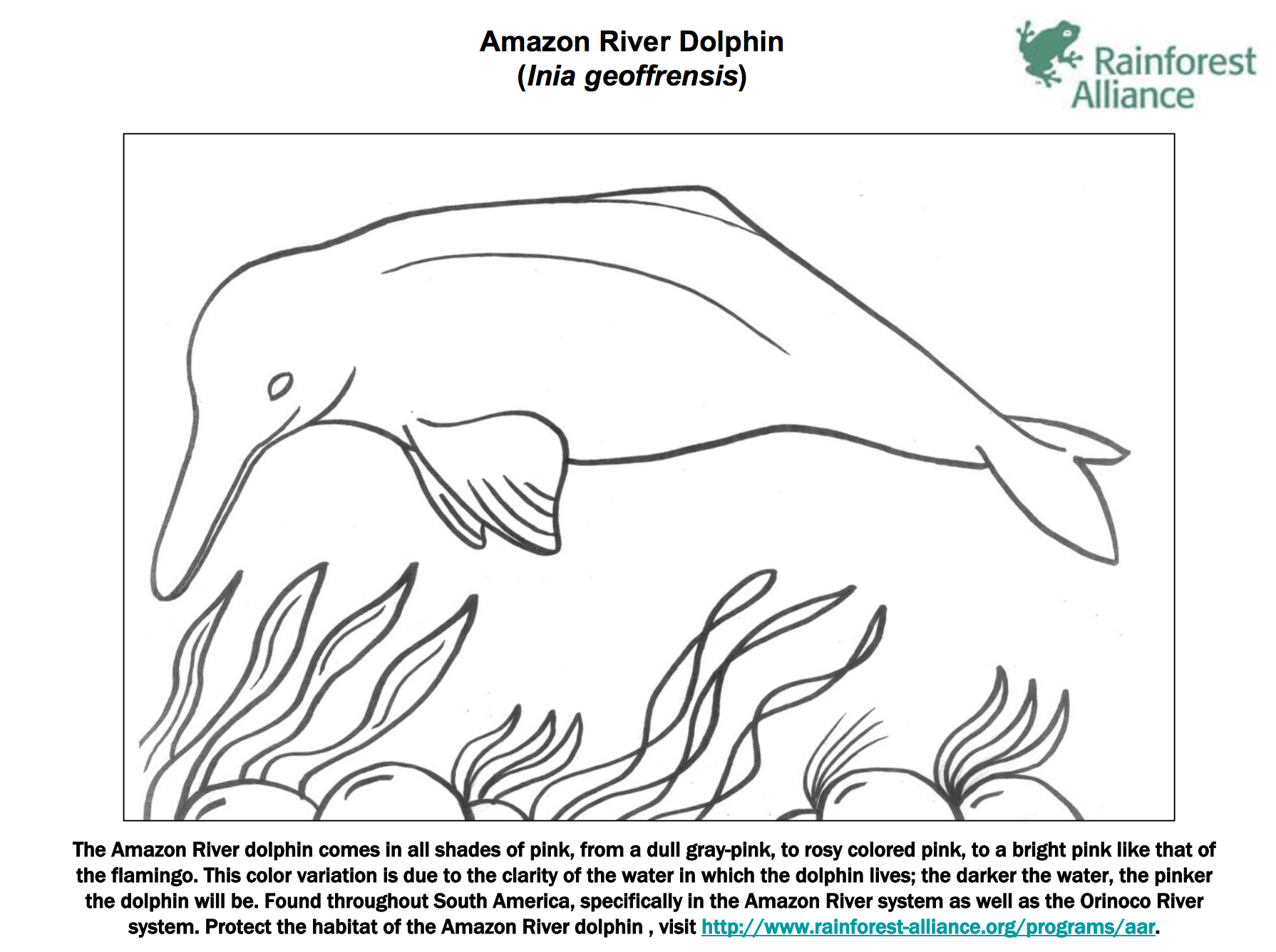 Amazon River Dolphin Coloring Page Rainforest Alliance