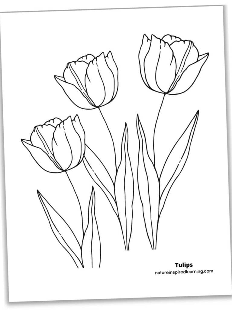 Beautiful Tulip Coloring Pages Nature Inspired Learning