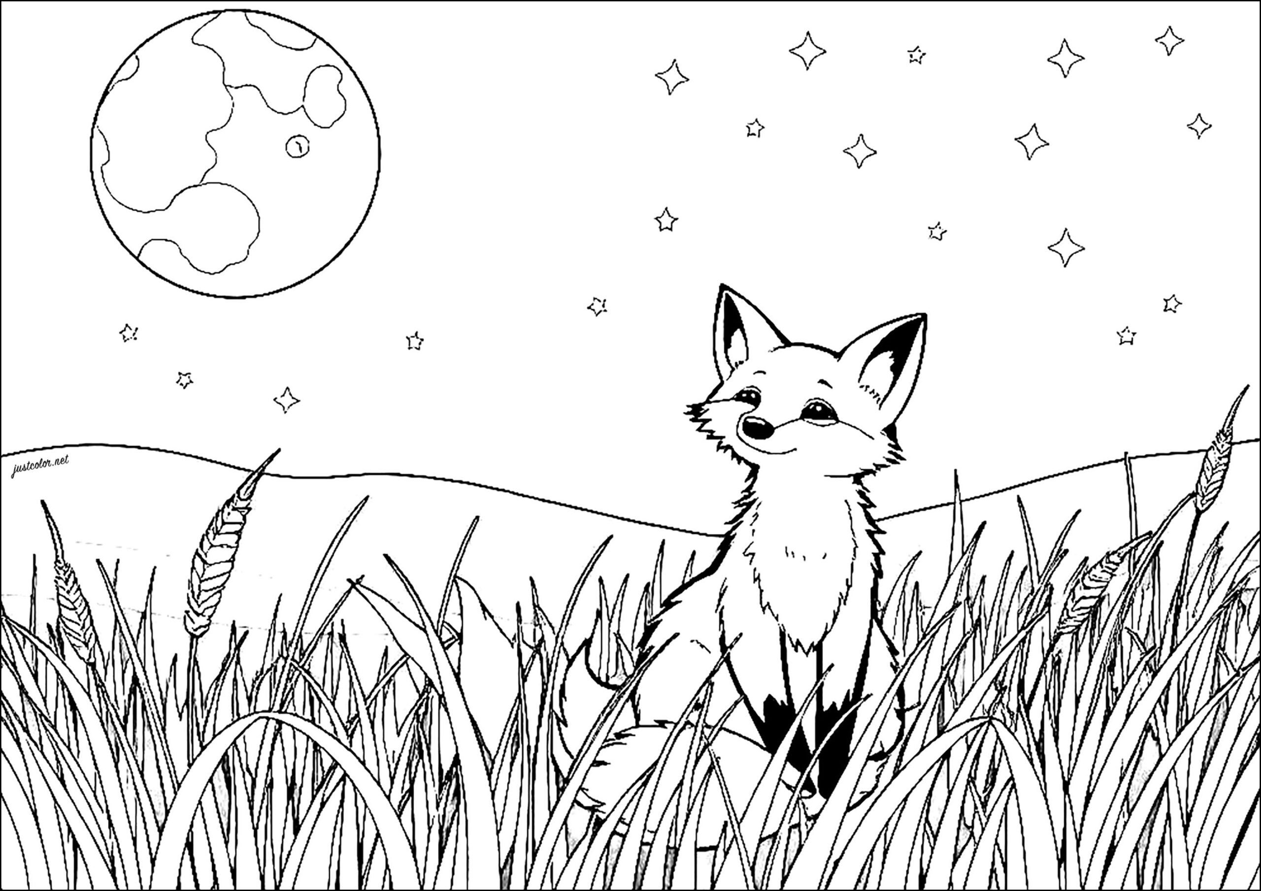 fox colouring in pages