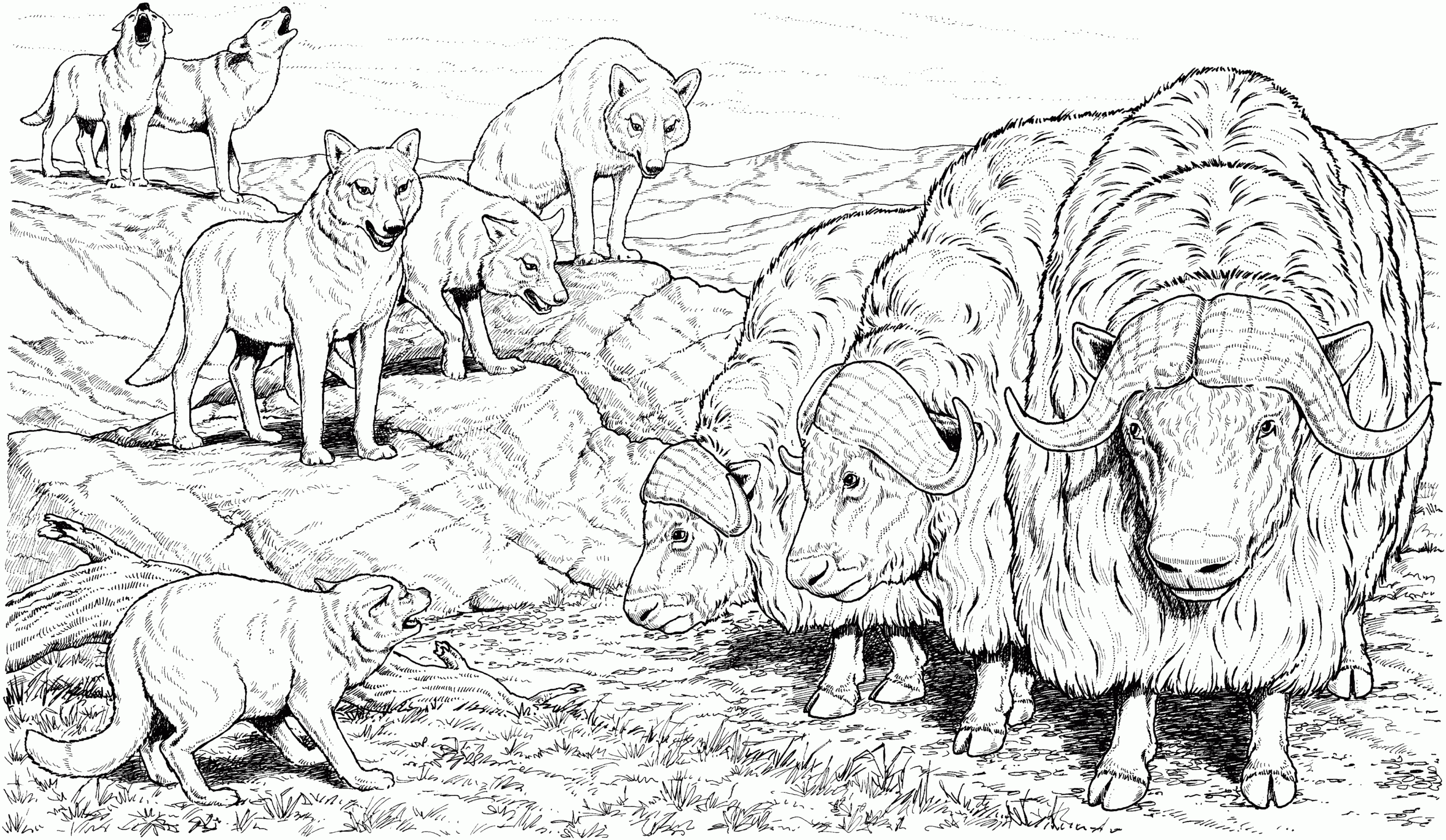 Free Buffalo And Bison Coloring Pages