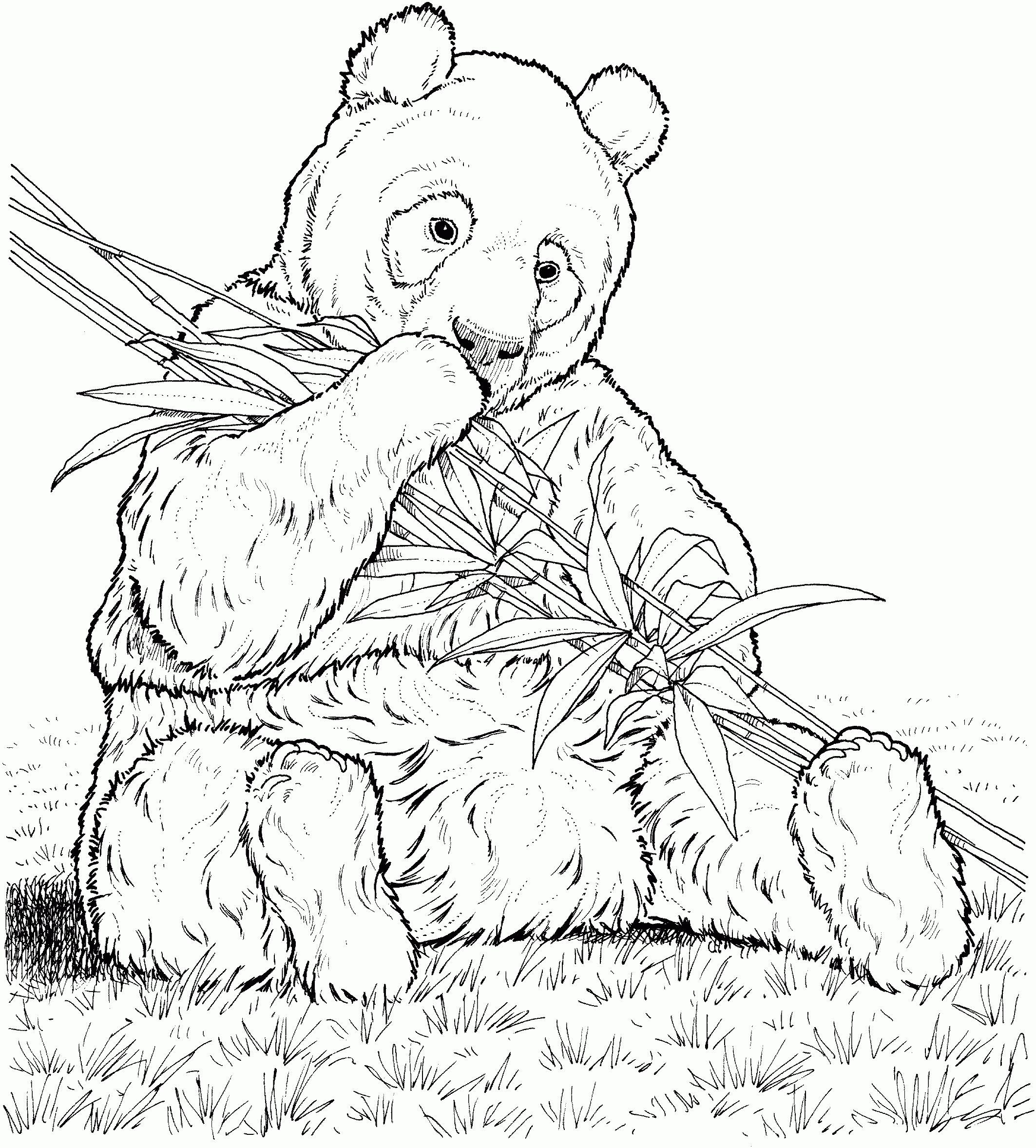 panda bear coloring page