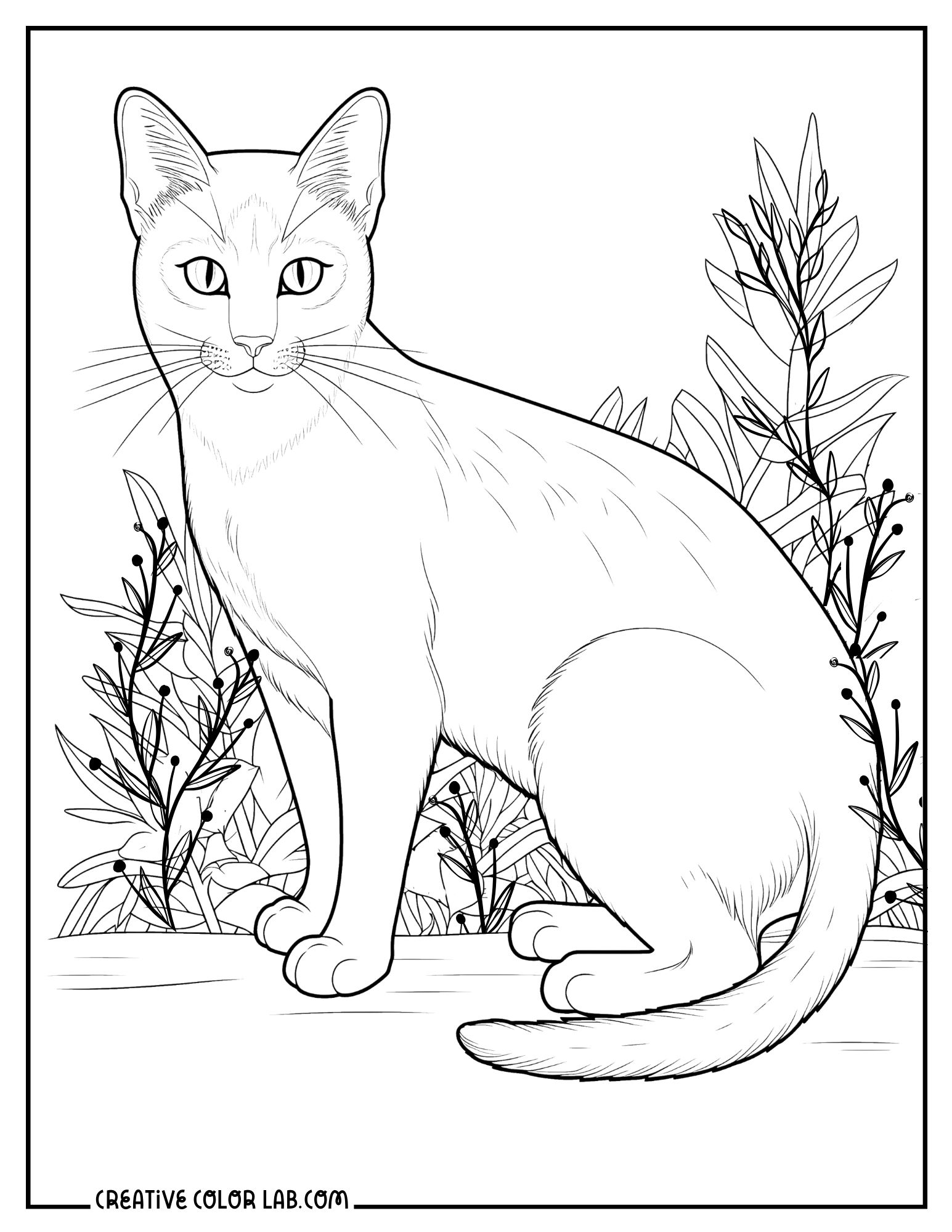 cat coloring sheets to print