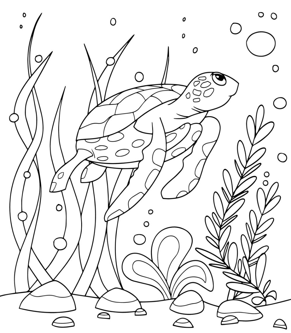 turtle pictures to color