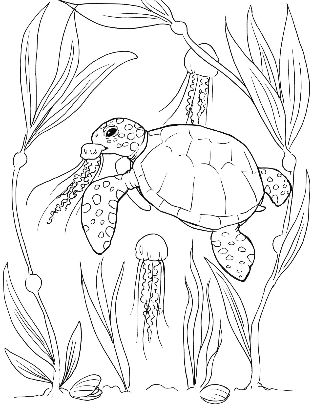 sea turtle coloring sheets