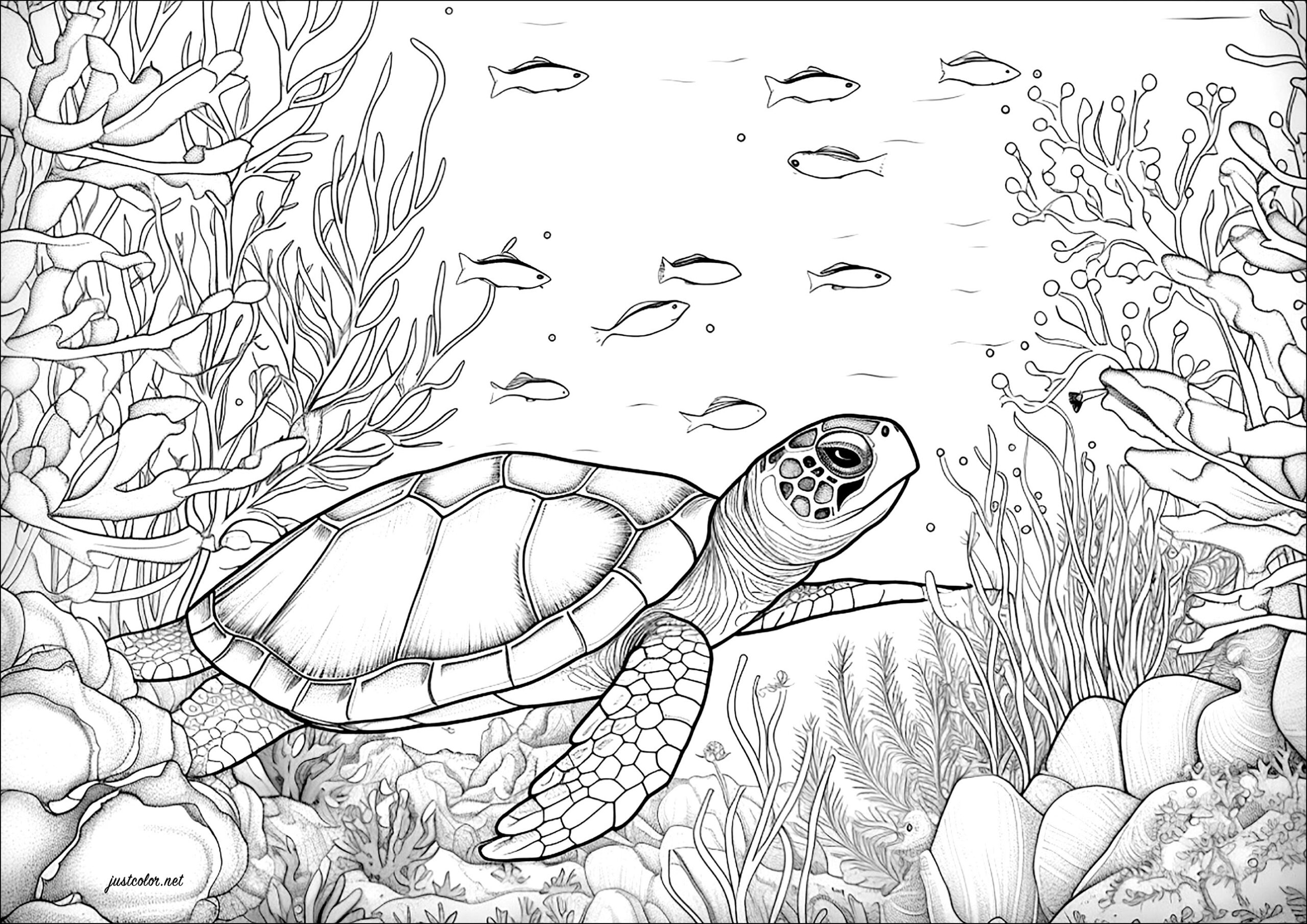 Turtle Swimming With Fish Turtle And Tortoise Coloring Pages For Adults