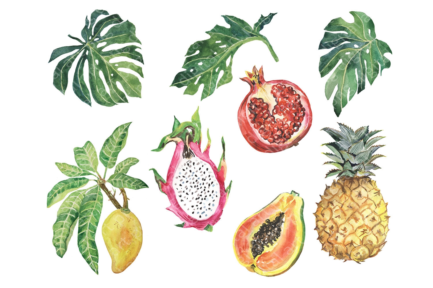 Watercolor Tropical Fruit Clipart Summer Clip Art Fruit Set By Evgeniia Grebneva Painting TheHungryJPEG